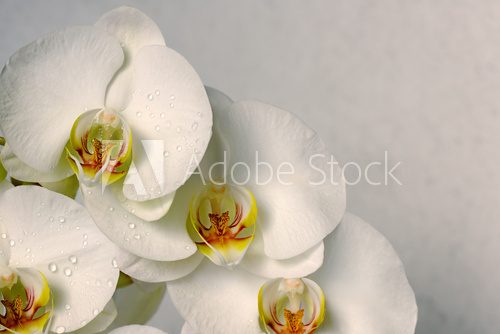 white orchids  Kwiaty Plakat