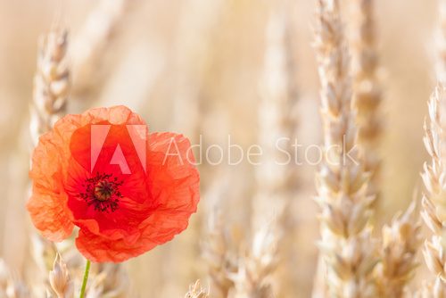 poppies in wheat field  Kwiaty Plakat