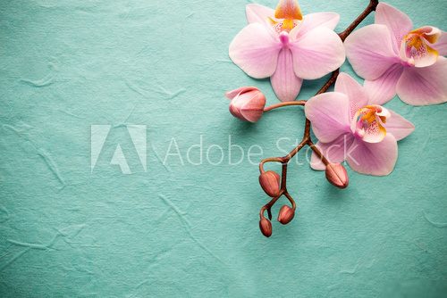 Orchid.  Kwiaty Plakat