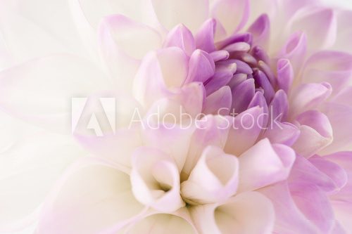 White dahlia close-up  Kwiaty Plakat