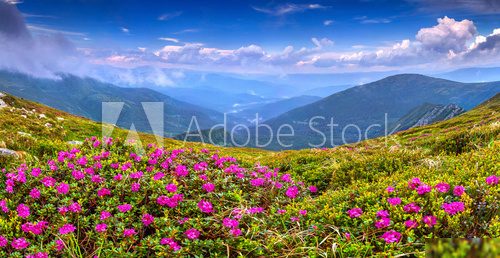 Magic pink rhododendron flowers on summer mountain  Pejzaże Plakat