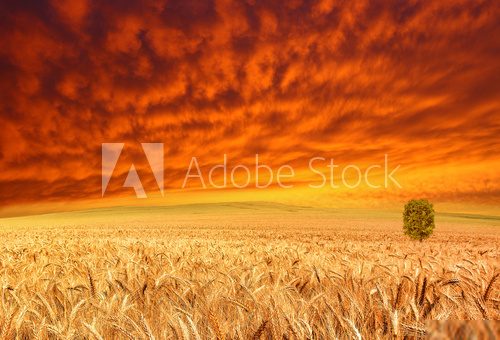 golden crop and red sky  Pejzaże Plakat