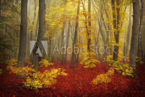 Mystical goggy forest during autumn  Pejzaże Plakat