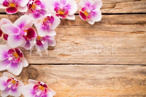 Orchid.  Plakaty do Sypialni Plakat