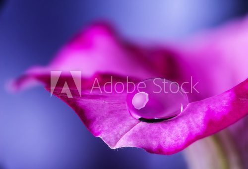flower petal with drop  Plakaty do Sypialni Plakat