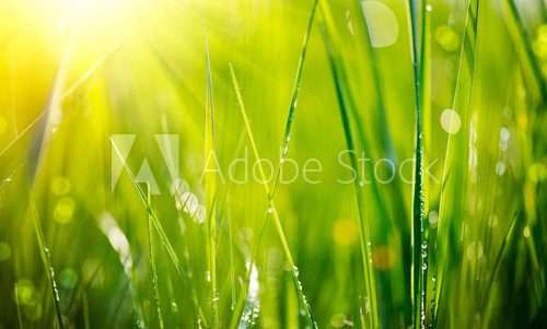 Fresh green grass with dew drops closeup. Soft Focus  Trawy Fototapeta