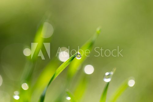 dew drops on the green grass. macro  Trawy Fototapeta