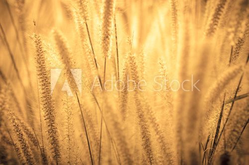 Natural grass meadow on sunset for background design  Trawy Fototapeta