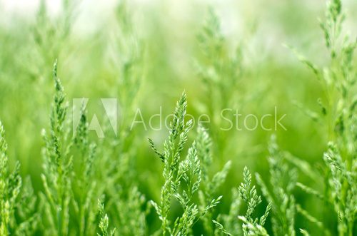 grass  Trawy Fototapeta