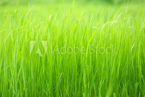 Zielony background. Wszędzie trawa.  Trawy Fototapeta