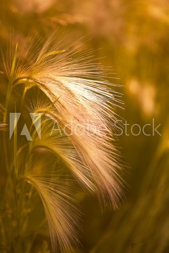 Prairie grass closeup in red tones  Trawy Fototapeta