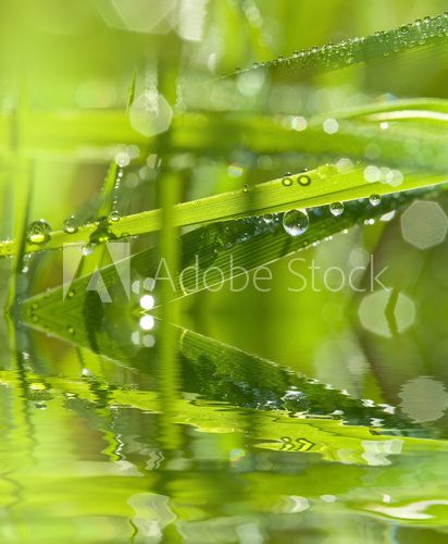 grass and dew drops - macro photography  Trawy Fototapeta
