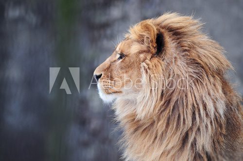 Portrait of a lion in profile  Afryka Fototapeta