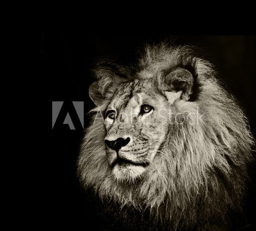 strong lion  Afryka Fototapeta