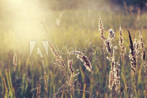 field of grass during sunset  Trawy Fototapeta