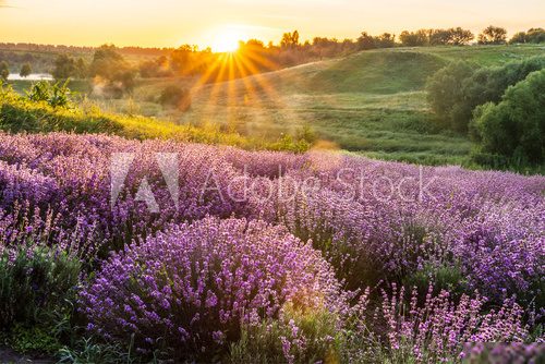 Lavender field in the South of France  Prowansja Fototapeta