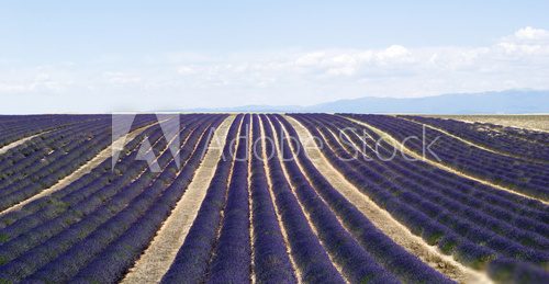 Lavender field in Valensole, France  Prowansja Fototapeta