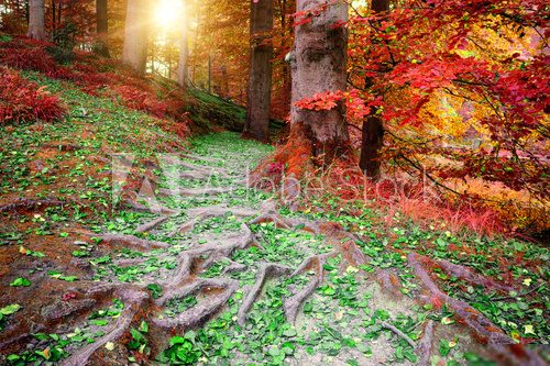 Beautiful autumn forest landscape  Las Fototapeta