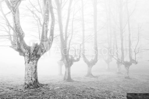 creepy forest with scary trees  Czarno Białe Obraz
