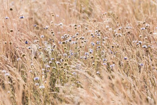 Summer sunny meadow.  Trawy Fototapeta