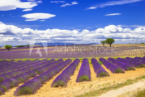 violet fields of blooming lavande in Provence, France  Prowansja Fototapeta