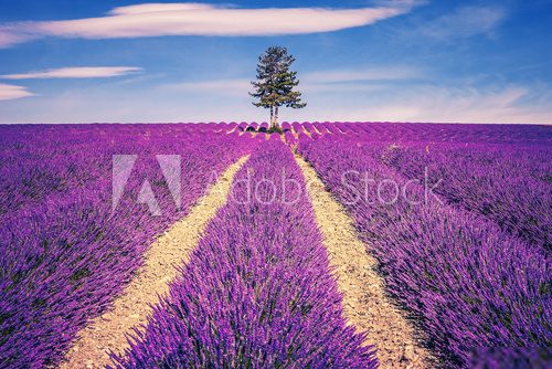 Lavender field and tree  Prowansja Fototapeta