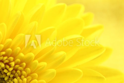 Yellow chrysanthemum petals macro shot  Kwiaty Obraz