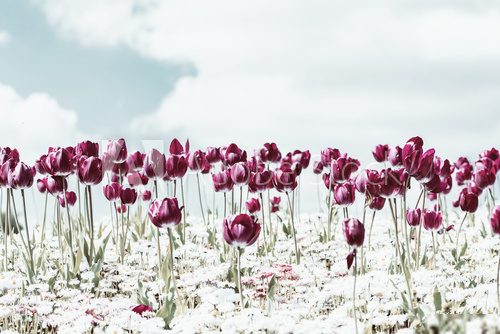 Retro Photo Of Tulip Garden In Spring  Kwiaty Obraz