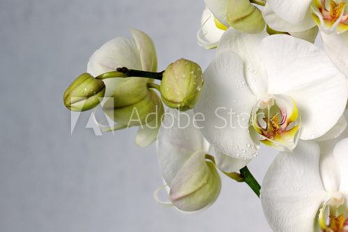 white orchids  Kwiaty Obraz