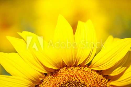 Beautiful sunflower in field  Kwiaty Obraz