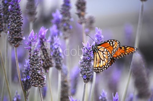 Butterfly with lavenders  Kwiaty Obraz