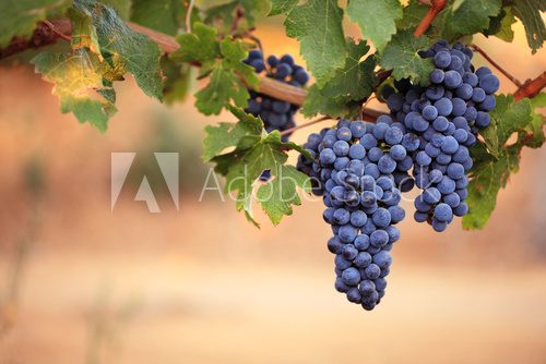 Large bunches of red wine grapes on vine  Owoce Obraz