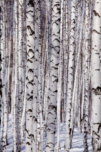 Śniegowy las na tle bieli Styl skandynawski Fototapeta