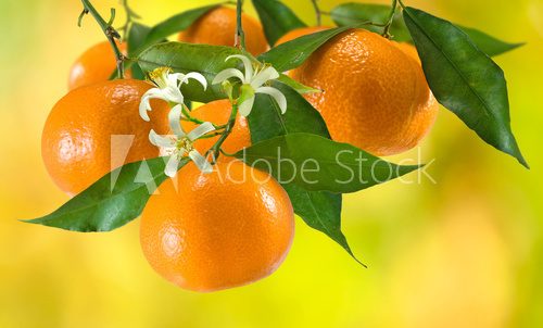 ripe tangerine on a yellow background  Owoce Obraz
