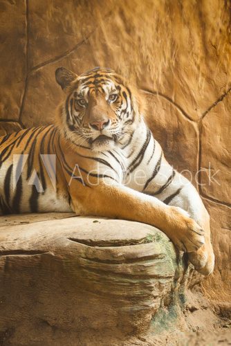 Beautiful tiger  Afryka Fototapeta