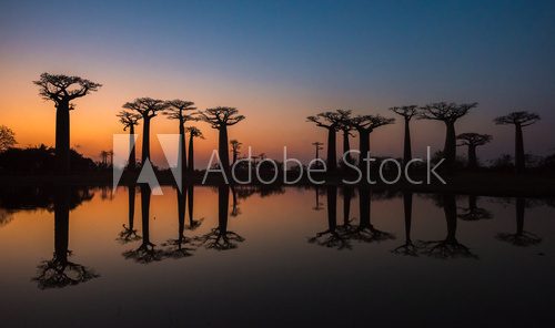 Sunset over Alley of the baobabs, Madagascar.  Afryka Fototapeta