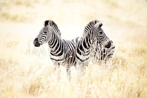 Zebra  Afryka Fototapeta