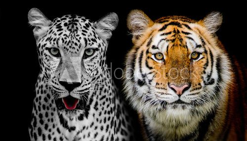 Straight face of Leopard and Tiger. (And you could find more ani  Afryka Fototapeta