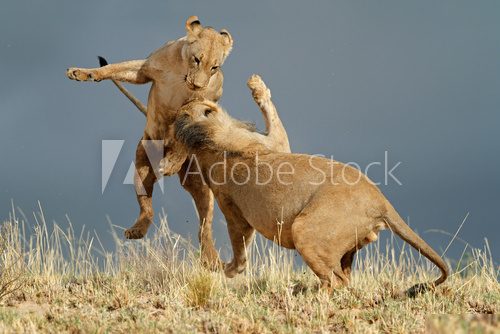 Playful African lions, Kalahari desert  Afryka Fototapeta