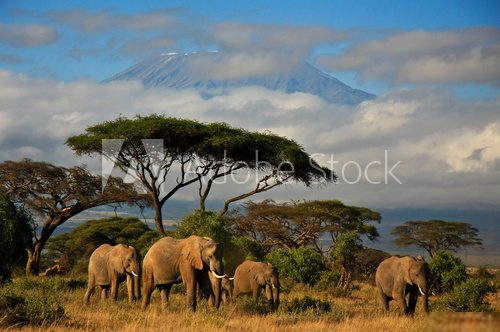 Elephant family in front of Mt. Kilimanjaro  Afryka Fototapeta