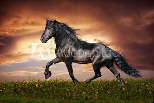 Black Friesian horse trot  Zwierzęta Plakat