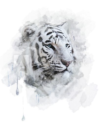 White Tiger  Zwierzęta Plakat