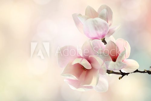magnolia Kwiaty Obraz