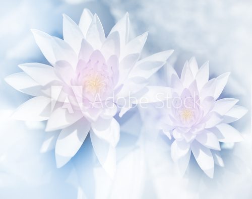 vivid color lotus in soft style for background Kwiaty Obraz