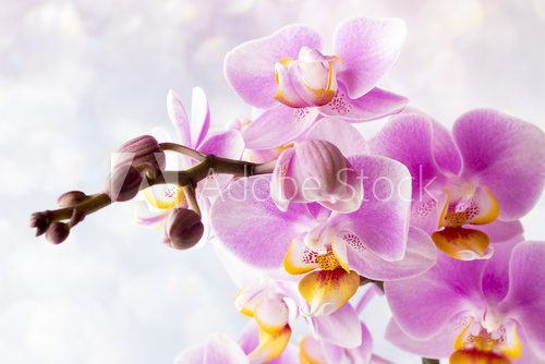Beautiful pink orchid on a gray background. Kwiaty Obraz