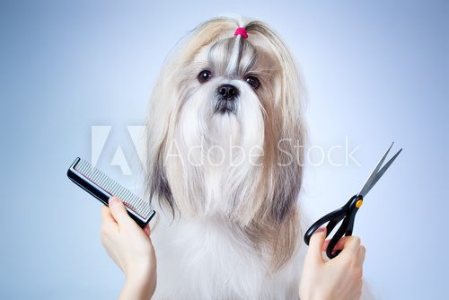 Shih tzu dog grooming Zwierzęta Plakat