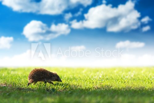 hedgehog Zwierzęta Plakat