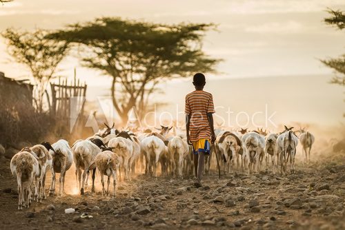 African Livestock Zwierzęta Plakat