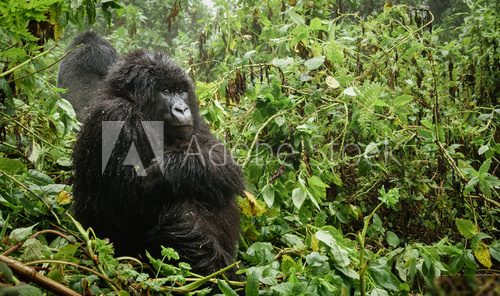Female mountain gorilla thinking in the forest Zwierzęta Plakat