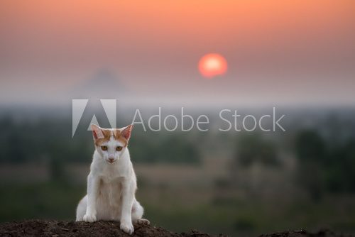 Cat sitting on top of the mounthain and sunset backgroud,looking  Zwierzęta Plakat